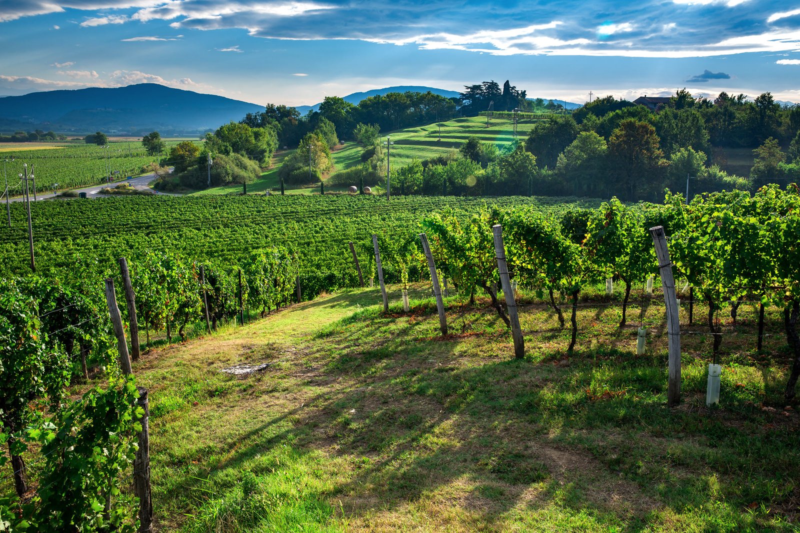 Weingut Zorzettig 3 Zorzettig La Collina grün